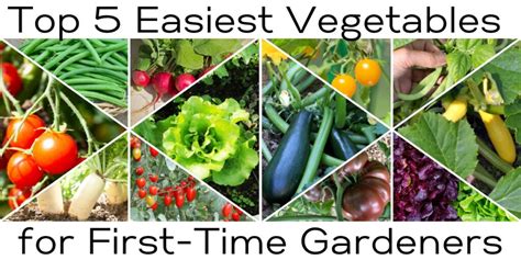 What are the easiest vegetables for a first-time country garden?