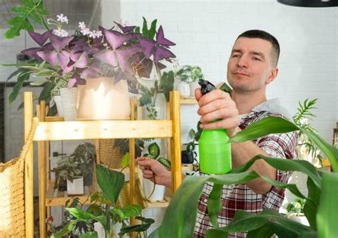 Spraying Plants Stock Photos, Images and Backgrounds for Free Download