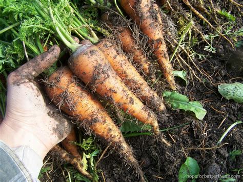 Storing Root Vegetables for Winter