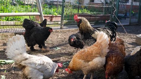 Chickens Feeding on Grains in a Farmyard, Illustrating Poultry Behavior ...