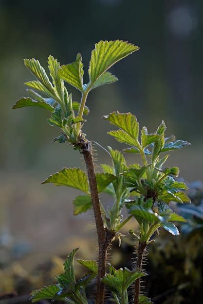 Premium Photo | Close-up of plant growing on field