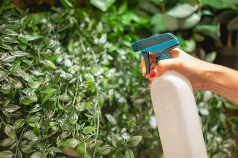 Spraying Plants Stock Photos, Images and Backgrounds for Free Download