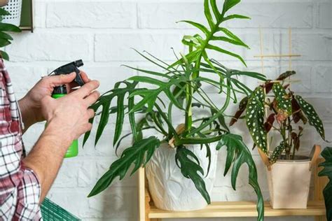 Spraying Plants Stock Photos, Images and Backgrounds for Free Download