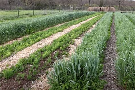 What Is Planting Cover Crops at Frank Wilhelmina blog