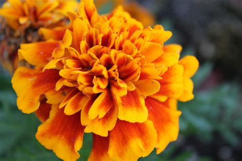 Close-Up Photography of Marigold Flower · Free Stock Photo