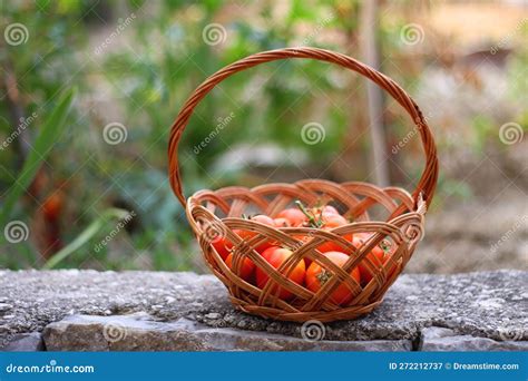 Basket of Tomatoes stock image. Image of vintage, ripe - 272212737