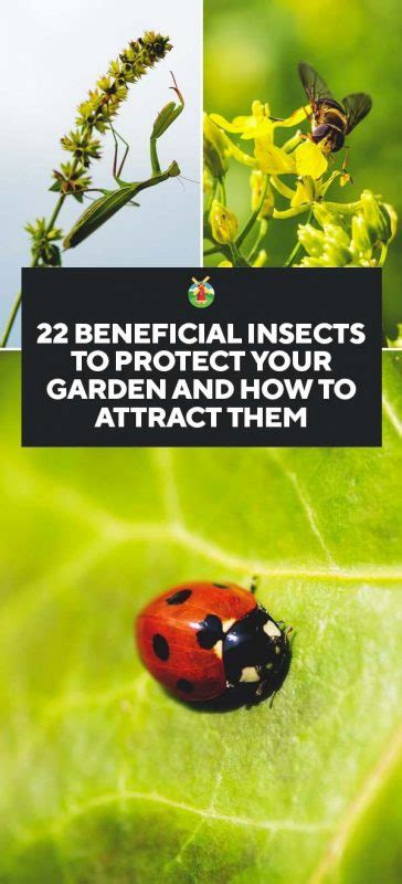 22 Beneficial Insects to Protect Your Garden and How to Attract Them