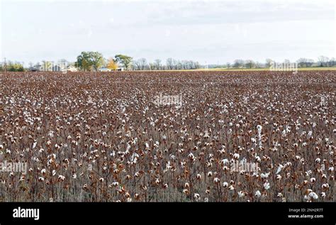 Failed crop of farmers hi-res stock photography and images - Alamy