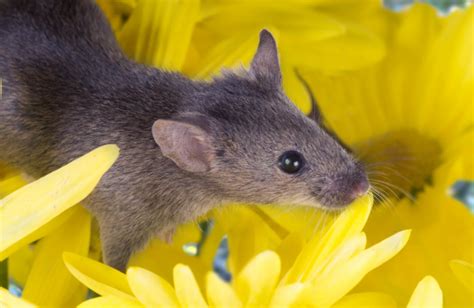 6 Rodent-Proofing Tips for Your Garden: Keeping the Pests Away - 2024 ...