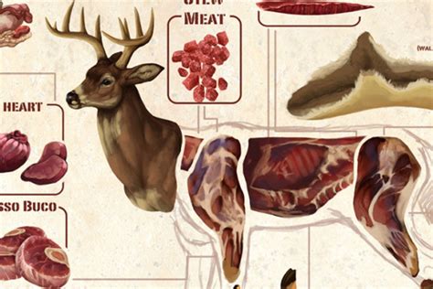 Deer Meat Guide: All the Most Common Deer Cuts and Parts - Wide Open Spaces
