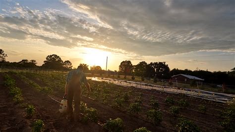 Share effective homemade, organic pest solutions for a country vegetable garden.