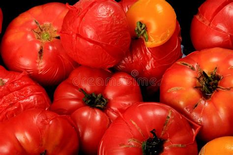 Blanched Red Tomatoes on a Plate, Ready for Peeling Stock Photo - Image ...