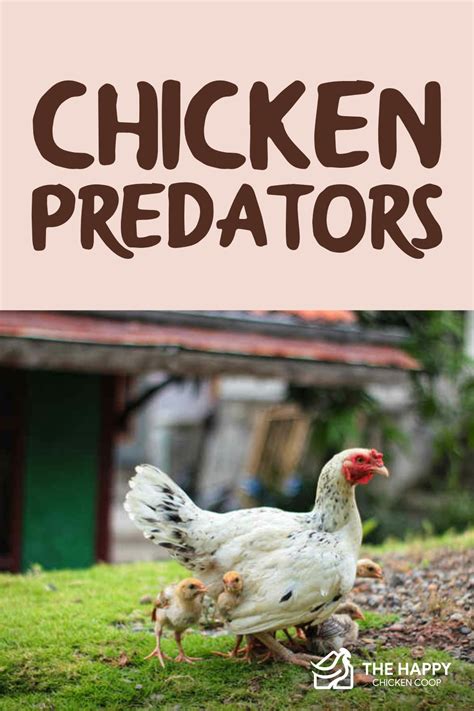 Chicken Predators: Signs of Attack and Prevention