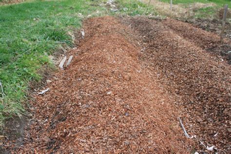 How to Get Started in Growing Garlic - Peasant Ways for Modern Days