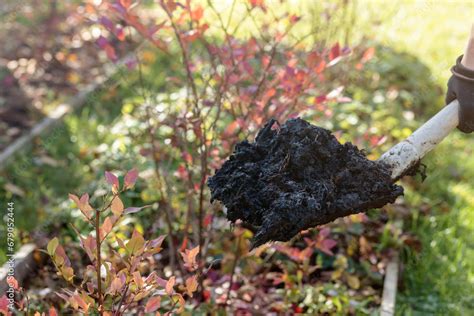 Composting Garden Beds with Organic Humus Compost with Worms. Adding ...