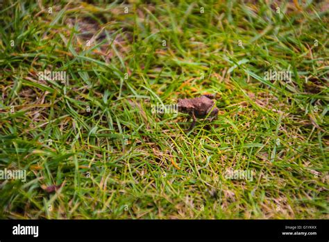 Frog in the garden Stock Photo - Alamy