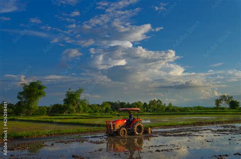 agriculture farmer plows tractor in the muddy soil to prepare the rice ...