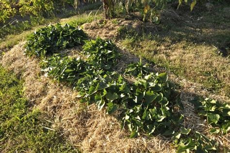 Permaculture Mound in a Vegetable Garden Stock Image - Image of ...