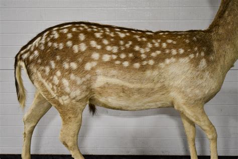 Sold Price: Full Body Taxidermy Fallow Deer Mount - Invalid date CST