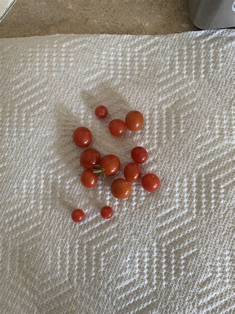 My bountiful tomato harvest from the summer : r/MightyHarvest