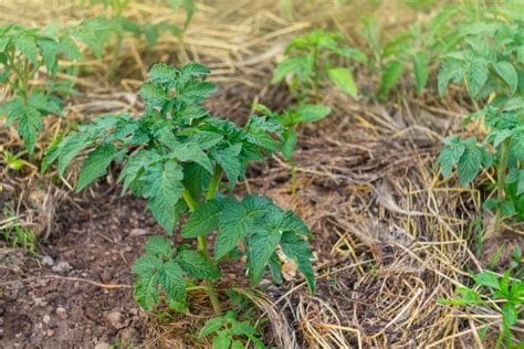 5 Best Mulches For Tomato Plants + How &amp; When To Mulch