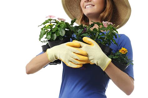 1,800+ Woman Planting Yellow Flowers Stock Photos, Pictures &amp; Royalty ...
