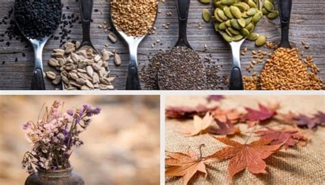 Drying Seeds, Flowers, Leaves & More - Ultimate Guide