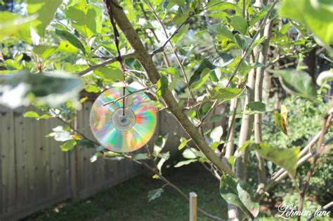 How to naturally deter deer from my new vegetable patch without fences?