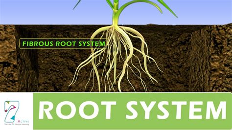 Plant With Roots