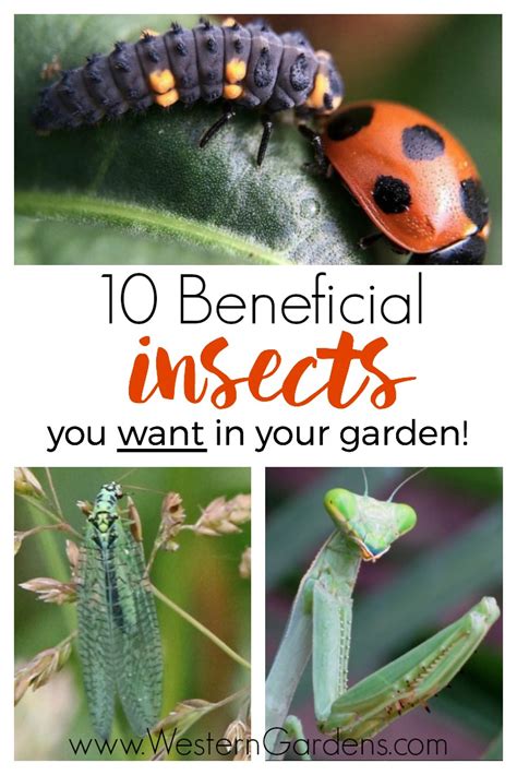 Beneficial Insects You Want in Your Garden - Western Garden Centers