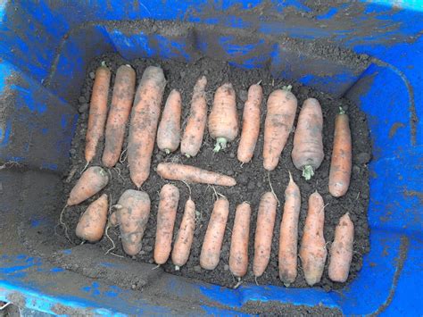 Storing Root Vegetables for Winter | Root vegetables, Storing root ...
