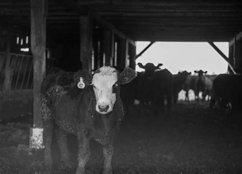 Photojournalism: Behind the Scenes of a Family Farm on Behance