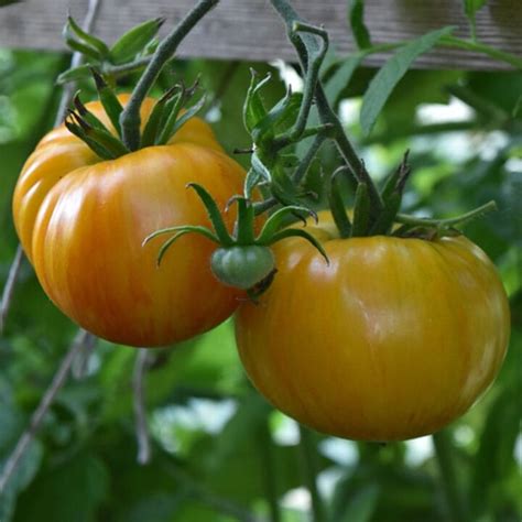 How to prevent blossom end rot in homegrown garden tomatoes naturally?