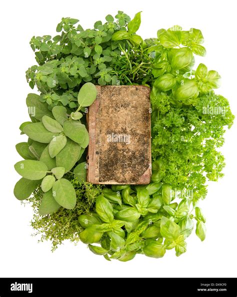 vintage recipe book with variety fresh herbs over white background ...