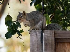 How to build durable, critter-proof raised beds cheaply?
