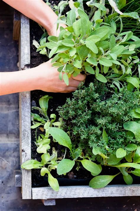 5 common raised garden bed mistakes you're making