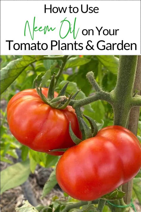 How to Use Neem Oil on Your Tomato Plants &amp; Garden