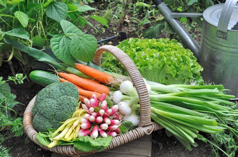 Why You Should Start a Food Garden - Greenscape Geeks - Landscaping