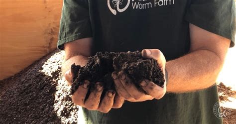 Why Add Worms to Your Garden: Benefits of Worm Castings - Growing In ...