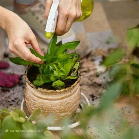 Neem Oil Spray for Plants - Eco Friendly Gardens