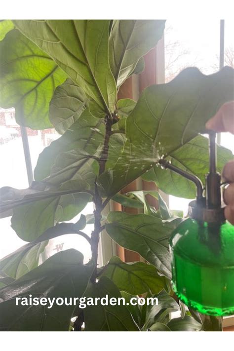 Homemade neem oil spray for organic pest control - Raise Your Garden