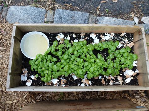 How to naturally deter slugs from garden greens?