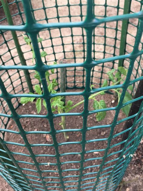 Tomato plant pruning and how often to water and fertilise? I think I ...