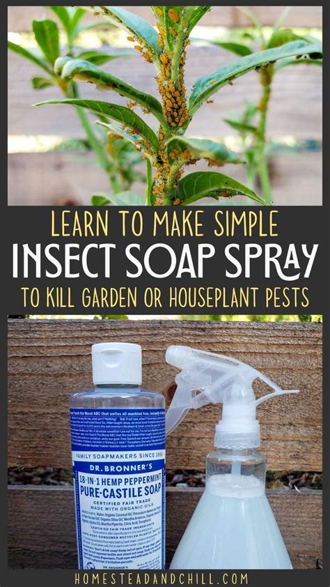 Homemade organic pest soap spray recipe kill aphids mealybugs more ...