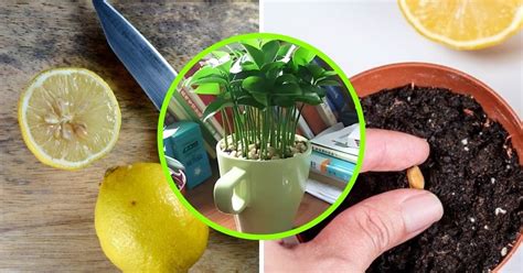 What’s the safest way for beginners to home-can low-acid garden vegetables?