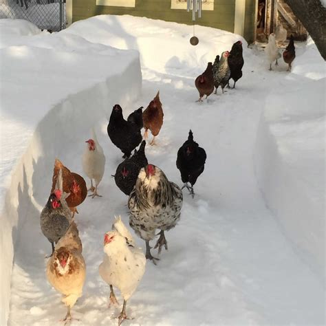 Chicken Run In Winter at Frances Chavez blog