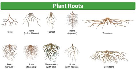 Plant Roots: Structure, Types & Essential Functions