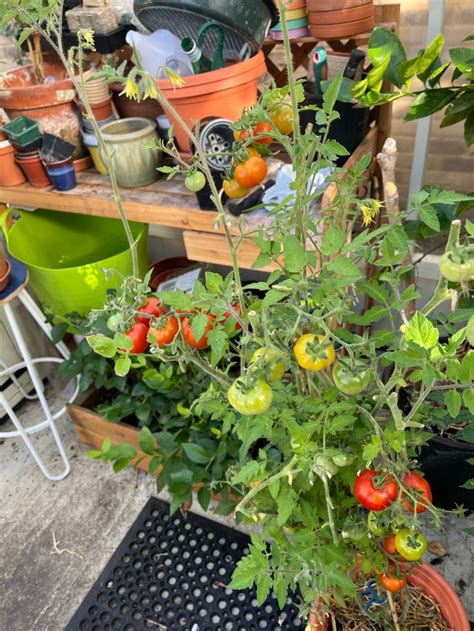How to safely preserve garden tomato surplus for winter pantry use?