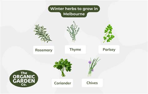 Herbs to Plant in Winter for a Year-Round Harvest