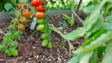 How to Plant, Grow, and Care for Heirloom Tomatoes